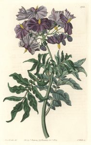 Morelle (Solanum), Native of Chile - Strong Water by S. Watts from an Illustration by Sarah Anne Drake, from the Botanical Register