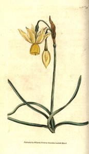 Reflexed Daffodil