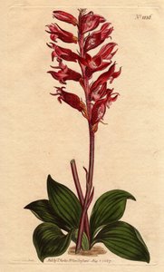 Neottie Orchid with Frost Flower, Pink and Crimson Colour, Native to Jamaica by Sydenham Teast Edwards
