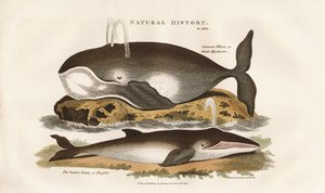 North Atlantic Whales