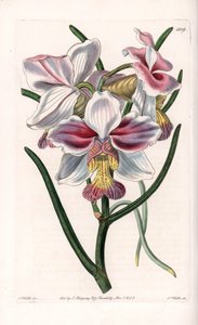 Orchid: Vanda Variety, Epiphytic Species of Asia