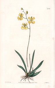 Orchid: Variety Tolumnia Guianensis, Endemic to Haiti and Santo Domingo - Plate Engraved by S. Watts, from an Illustration by Sarah Anne Drake, from the Botanical Register of Sydenham Edwards