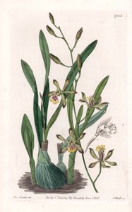 Orchid: Epidendrum Gracile - Engraved by S. Watts, from an illustration by Sarah Anne Drake, from the Botanical Register of Sydenham Edwards by Sydenham Teast Edwards