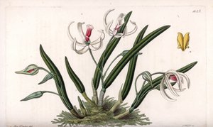 Orchid: Miniature Variety of Leptotes