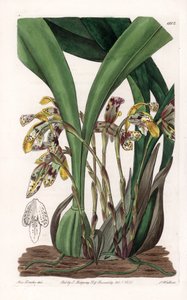 Orchid: Variety of Maxillaria, Native to South America by Sydenham Teast Edwards