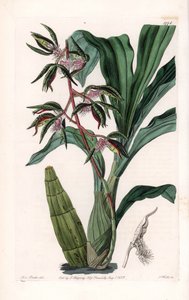 Orchid: Variety of Catasetum, Called Bearded by Sydenham Teast Edwards