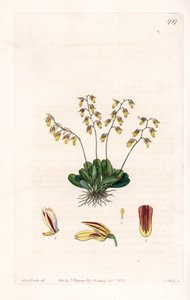 Orchid: Variety of Epidendre by Sydenham Teast Edwards