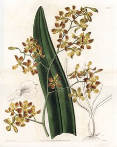Orchid: variety of epidendrum - Engraved by S.Watts, from an illustration by Sarah Anne Drake, from the Botanical Register of Sydenham Edwards by Sydenham Teast Edwards
