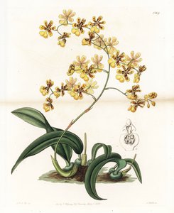 Orchid: variety of epiphytic oncidium of Brazil - Engraved by S. Watts, from an illustration by Sarah Anne Drake, from the Botanical Register of Sydenham Edwards by Sydenham Teast Edwards