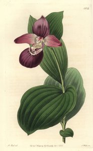 Orchid Clog of Venus - Large-flowered Cypripedium or Large-flowered Lady