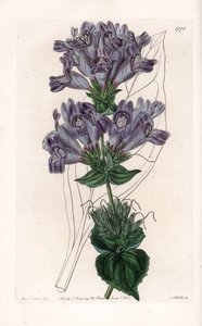 Penstemon Variete