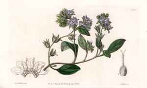 Phacelia, endemic of California - Engraved by S.Watts, from an illustration by Sarah Anne Drake, from the Botanical Register of Sydenham Edwards, England by Sydenham Teast Edwards