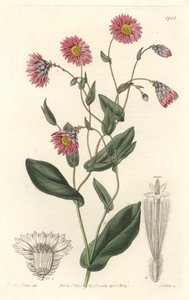 Pink Rhodanthe, Native to Australia - Engraved by S. Watts, from an illustration by Sarah Anne Drake, from the Botanical Register