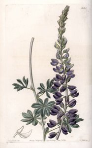 Purple Lupine Variete - Engraved by S.Watts, from an illustration by Sarah Anne Drake, from the Botanical Register of Sydenham Edwards