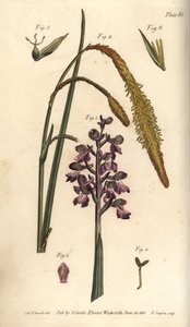 Purple orchid, Orchis mascula, Gynandria by Sydenham Teast Edwards