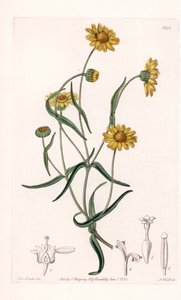 Queen Daisy of California - Engraved by S. Watts, from an Illustration by Sarah Anne Drake, from the Botanical Register of Sydenham Edwards by Sydenham Teast Edwards