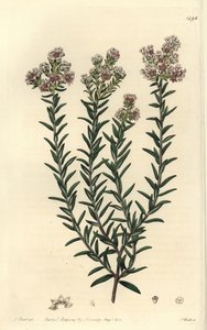 Red Soulangia by Sydenham Teast Edwards