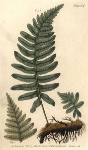 Rockcap Fern