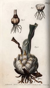 Root and bulb of lilies. Coloured copper engraving, illustration by Sydenham Edwards for Conferences of Botanical, Botanical Garden of Lambeth, England by Sydenham Teast Edwards