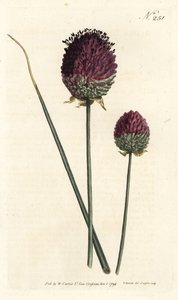 Round-headed Garlic