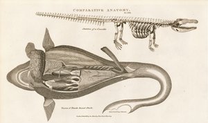 Shark Anatomy and Crocodile Skeleton