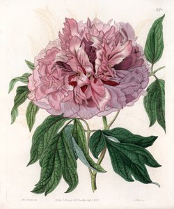 Shrub peony or sheep peony - Engraved board by S.Watts, from an illustration by Sarah Anne Drake, from the Botanical Register of Sydenham Edwards, England