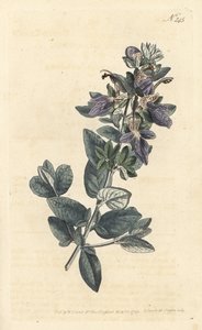 Shrubby Germander by Sydenham Teast Edwards