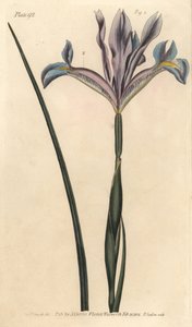 Spanish iris, Iris xiphium