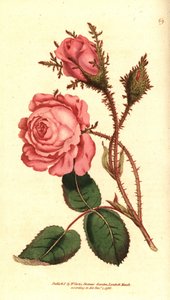 Sparkling Rose - Pink Moss by Sydenham Teast Edwards