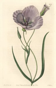Splendid calochorte (splendid mariposa), native to California - Satiny calochortus or splendid mariposa lily, Calochortus splendens, Native to California - Handcoloured copperplate engraving by S. Watts after an illustration by Miss Drake, from Sydenham Ed by Sydenham Teast Edwards