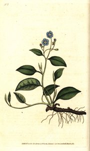 Creeping navelwort, Omphalodes verna (blue navelwort, Cynoglossum omphalodes) by Sydenham Teast Edwards
