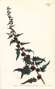 Leafy goosefoot, Chenopodium foliosum (Strawberry blite, Blitum virgatum). by Sydenham Teast Edwards