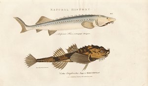 Sturgeon and Pogge by Sydenham Teast Edwards
