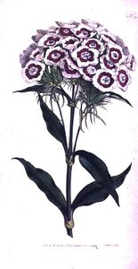 Sweet William or Bearded Pink (Dianthus barbatus), plate 205 from William Curtis