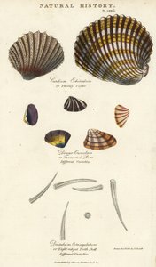Thorny cockle, Cardium echinatum, truncated purr, Donax crenulata, and eight-ridged tooth shell, Dentalium octangulatum. by Sydenham Teast Edwards