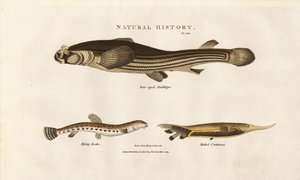Three Unusual Fish Species