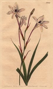 Long tubed tritonia with pink stems and pink veined white flowers