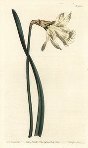 Smaller white Spanish daffodil, Narcissus pseudonarcissus subsp. moschatus (Narcissus moschatus).