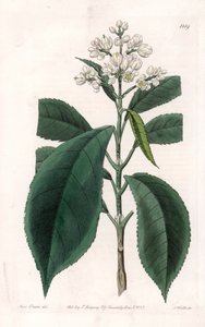 Turpinia Variety