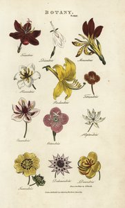 Types of Flowers: Triandria, Diandria, Haskatria, Pendandria, Tetrandria, etc.