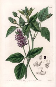 Variete de Psoralea by Sydenham Teast Edwards