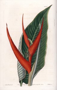 Variety of heliconia (so-called floury)