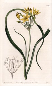 Triteleia with Yellow Flowers