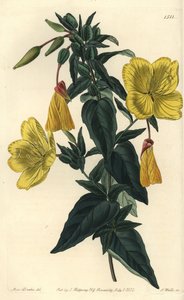 Evening Primrose, Oenothera Fruticosa Subsp. Glauca. Handcoloured Copperplate Engraving by S. Watts after an Illustration by Miss Sarah Drake from Sydenham Edwards