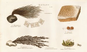 Various Algae Species (Conferva) by Sydenham Teast Edwards