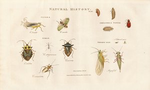 Various Insect Species from the Cicada and Bug Families