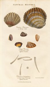 Various Shell Species by Sydenham Teast Edwards