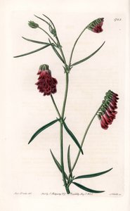 Vesces Variety - Plate Engraved by S. Watts, from an Illustration by Sarah Anne Drake, from the Botanical Register of Sydenham Edwards