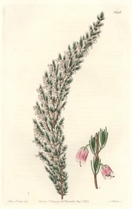 Vesicular Epiary, Originally from Europe - Engraved by S. Watts, from an illustration by Sarah Anne Drake, from the Botanical Register by Sydenham Teast Edwards