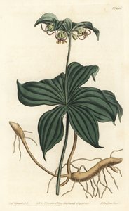 Indian Cucumber